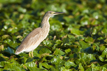 Squacco Heron (Ardeola ralloides)