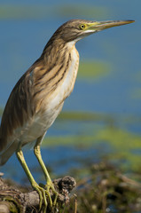 Squacco Heron (Ardeola ralloides)