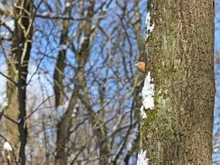 Kleiber (Sitta europaea) an Eichenstamm im Winterwald 
