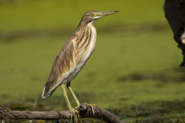 Squacco Heron