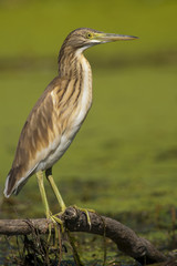 Squacco Heron