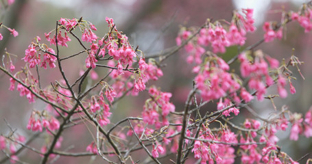 Cerasus campanulata flower