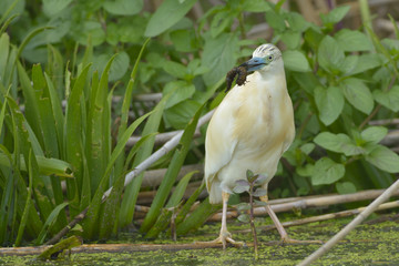Squacco Heron Fishing