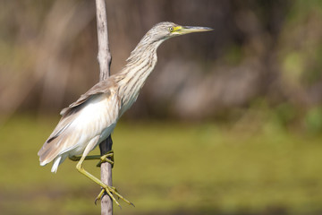 Squacco Heron