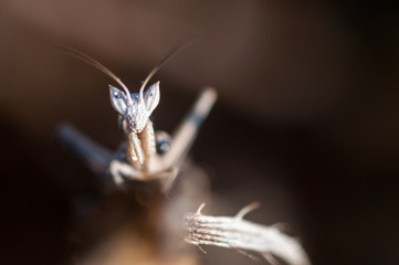 Close up of a baby praying mantis- Israel