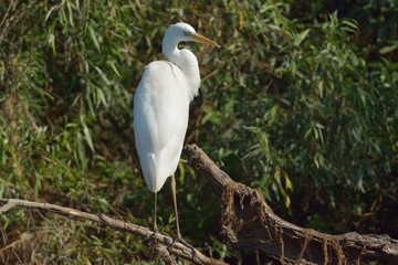 Great Egret
