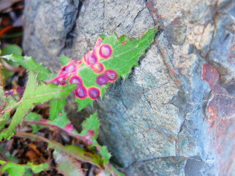 Leaf