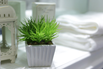 Plant decoration in bathroom