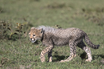 Portrait of free roaming cheetah cub