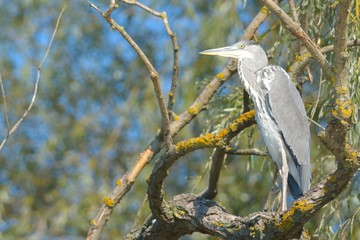 Grey Heron on a tree
