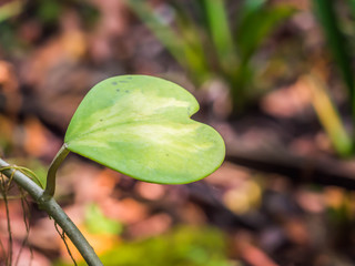 Green and yellow pattern leaf with hearts shapes. Nature lover concepts and ideas.