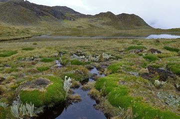 Banks of lagoon full of moss (Distichia muscoides). Huancayo, Peru