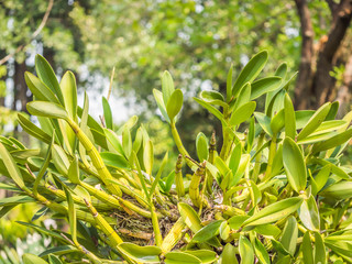 Green pattern of orchids plant with blurry background in the garden or park.