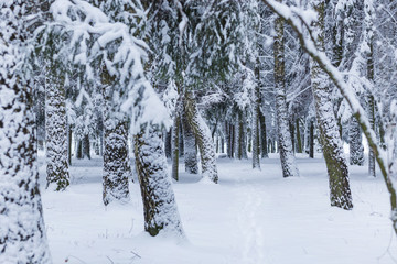 winter forest landscape with snow