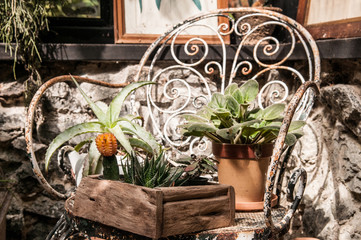 Fototapeta na wymiar Cactus, plants pot and decoration ornaments on iron chair in small vintage style greenhouse