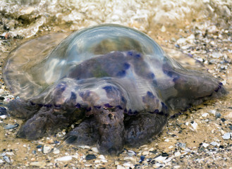 jellyfish on the shore at low tide