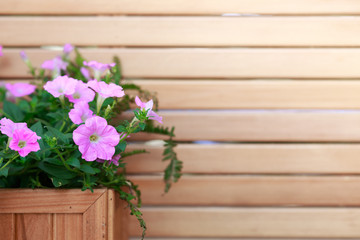 Fototapeta premium hanging basket with pink flower plants on the wooden wall