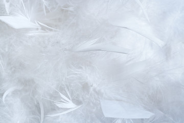 White background of a lot of big and little feathers of feather boa.