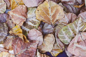  Dry leaf background. season change concept.