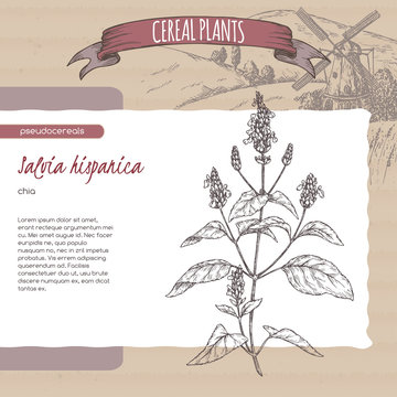 Salvia hispanica aka chia sketch. Cereal plants collection.