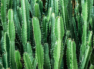 Abtract Texture of green Faux pillar cactus with sharp spikes, horizontal image