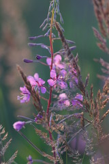 flower, nature, plant, purple