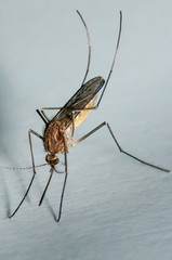 Close up of a female Mosquito