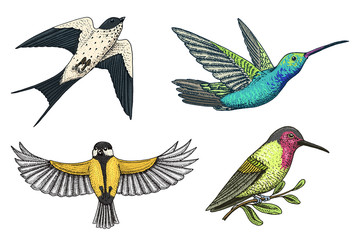 Small birds of paradise, barn swallow or martlet and parus or titmouse or great tit in Europe. Exotic tropical animal icons. Use for wedding, party. engraved hand drawn in old sketch.