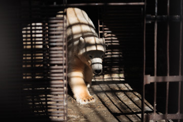 The play of light and shadow created a net suit and a mask for a polar bear walking in a cage.
