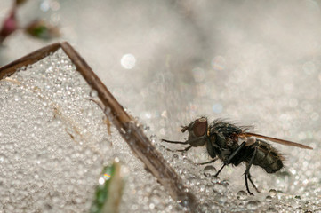  Close Up of an Isolated fly surrounded by water droplets 