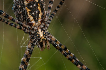 Close up of a spider