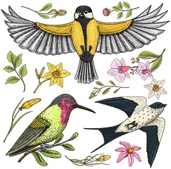 Small birds of barn swallow or martlet and parus or titmouse, Rufous. daffodil and orchid with leaves and Roses buds. Wedding flowers in spring garden. Exotic tropical animal. engraved hand drawn.