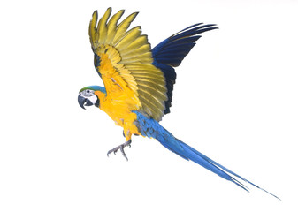 Blue-and-yellow macaw in studio