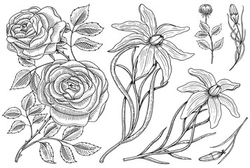 Flowers set, roses with leaves and buds and lily. Wedding botanical garden or plant. Vector illustration. engraved hand drawn in old victorian sketch.