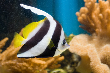 Longfin Bannerfish