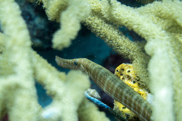 Obraz na płótnie Canvas The trumpetfish, Aulostomus maculatus, is a long-bodied fish with an upturned mouth; it often swims vertically while trying to blend with vertical coral, such as sea rods, sea pens, and pipe sponges.