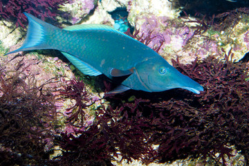 Bird Mouth Wrasse