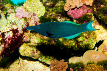 Birdmouth Wrasse (Gomphosus varius)