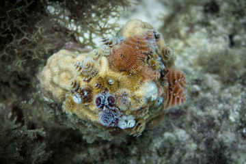 Spirobranchus giganteus, commonly known as Christmas tree worms, are tube-building polychaete worms...