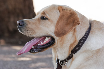 Profile head shot of a yellow Labrador Retriever at the park