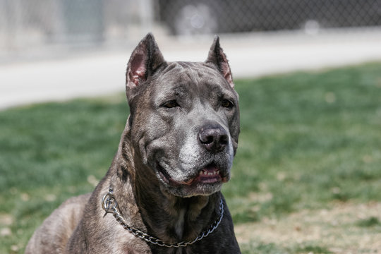 Cane Corso mastiff posed for a natural portrait outside at the park