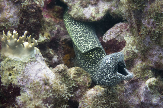 Spotted Moray Breathing (Gymnothorax Moringa)