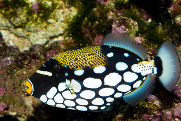 Clown Triggerfish in Aquarium