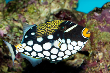 Clown Triggerfish in Aquarium