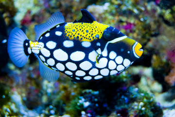 Clown Triggerfish in Aquarium