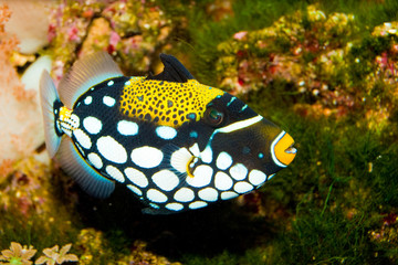 Clown Triggerfish in Aquarium
