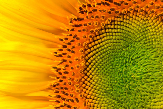 seed,sunflower,Pollen, Included within the yellow sunflower.