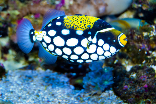 Clown Triggerfish in Aquarium