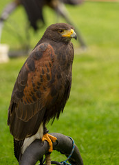 Crested Serpent Eagle