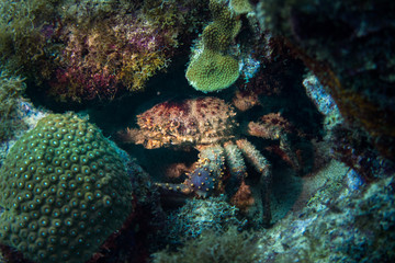 Naklejka na ściany i meble Coral reef channel clinging crab (Mithrax spinosissimus), also known as the West Indian spider crab